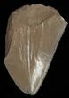Bargain Bone Valley Megalodon Tooth #11098-1